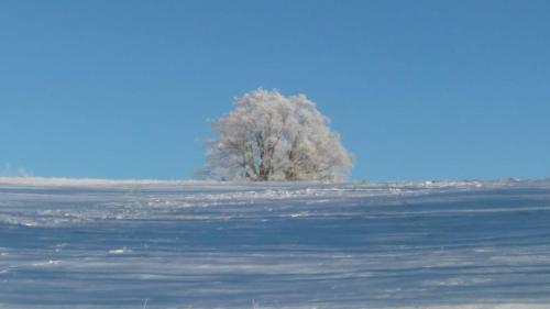 a tree in the middle of a snow covered field at Ubytování u Nováků in Malá Morávka