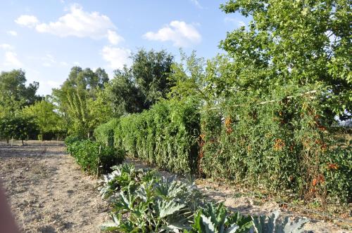 a row of tomato plants in a garden at Hotel Rural La Paloma in Villanueva de Tapia