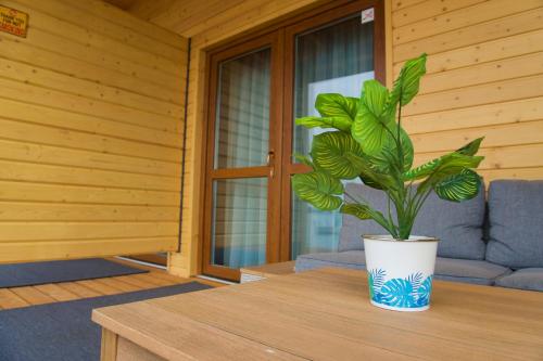 a plant in a vase sitting on a table at Halfarock Vízi-Erdei Apartmanház in Levelek