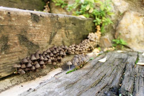 a group of mushrooms on the side of a wall at Hotel Rural el Arrabal Siguenza in Sigüenza