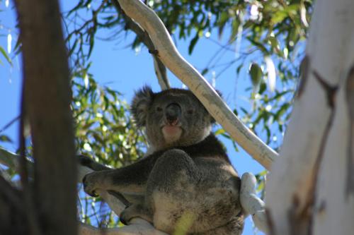 a monkey sitting in a tree with its tongue out at Levi Adelaide Holiday Park in Adelaide
