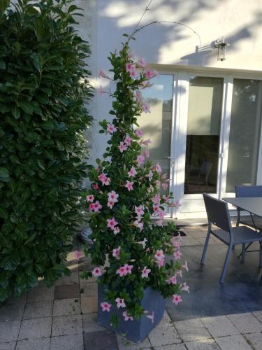Les Petunias – Photos 2