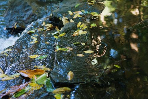 a stream of water with leaves on a rock at The Mountain in Hangzhou