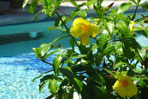 a tree with yellow flowers next to a swimming pool at Cabinas Los Tucanes in Cahuita