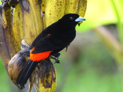 a black bird perched on a bananaucleotideucleotide at Cabinas Los Tucanes in Cahuita