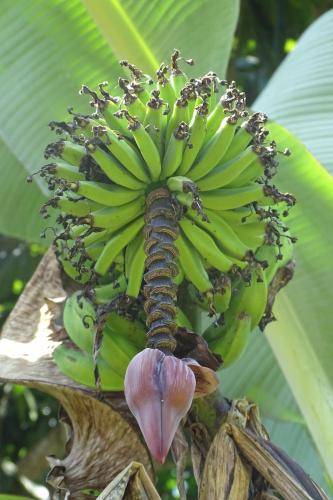 a bunch of bananas on a banana tree at Cabinas Los Tucanes in Cahuita
