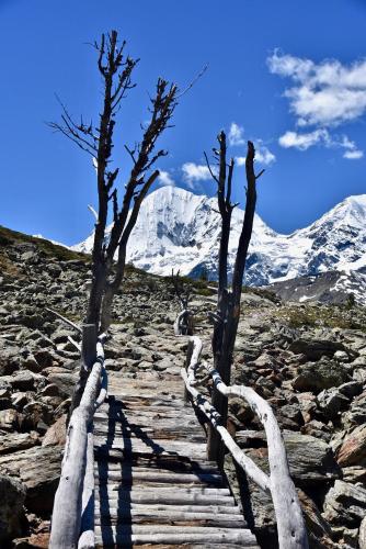 a group of trees on a rocky trail with a snow covered mountain at Bed & Breakfast Hostel Nives in Solda