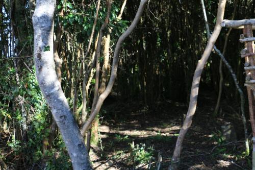 a trail through the bamboo forest at Terrazas de Nercon in Castro