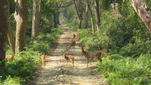 a group of animals standing on a dirt road at Tiger Tops Karnali Lodge in Bardia