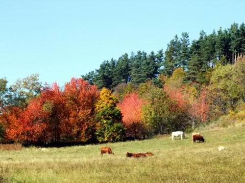 a group of cows grazing in a field at Loire-Gerbier-Mézenc in Sainte-Eulalie