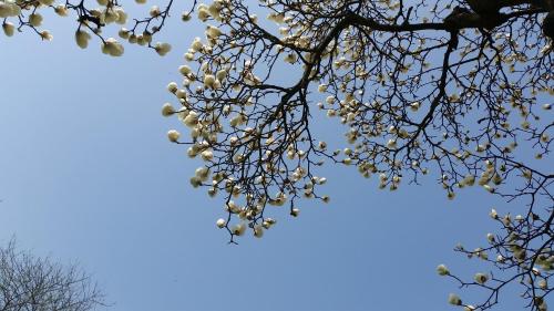 a tree with white flowers in the sky at B&B La Cascina Grossa in Alessandria