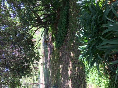 a tree with moss on the side of a road at Holmhurst Guest House in Bathurst