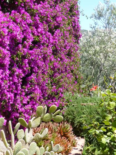 a garden with purple flowers and cactuses at B&B La Murichessa in Arzachena