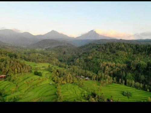 an aerial view of a field with mountains in the background at Yoga Homestay in Munduk