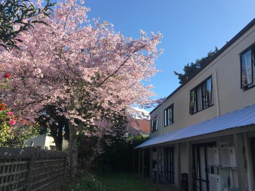 a tree in front of a house with pink flowers at Royal Park Lodge in Auckland