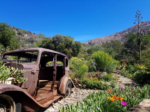 an old car parked in a garden with flowers at Montagu Little Sanctuary - Hot Spring Access at Special Rate in Montagu