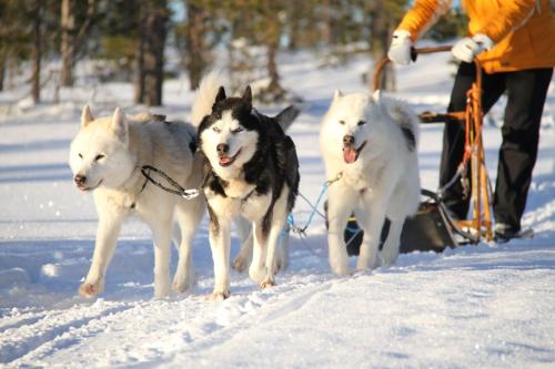 a group of three dogs pulling a sled in the snow at Pernilla Wiberg Hotel in Idre