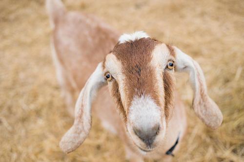 Rêves de Moutons – Photos 3