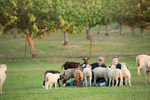 Rêves de Moutons – Photos 4