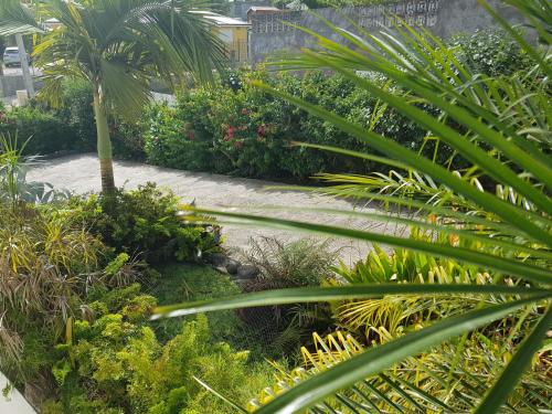 a garden with palm trees and plants at VillaFleurie in Le Gosier