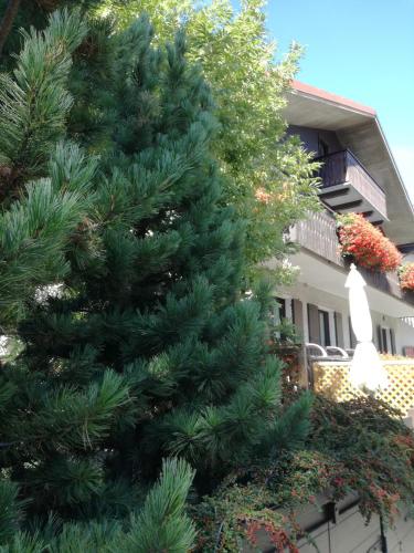 a green pine tree in front of a building at Chalet Silvi Residence in Bormio