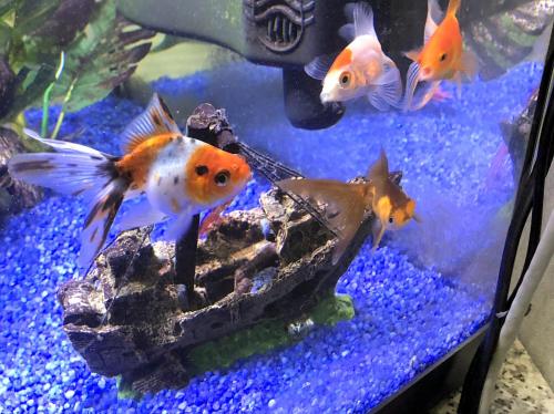 a group of goldfish in a fish tank at Il Giardino Di Adriana in Terracina