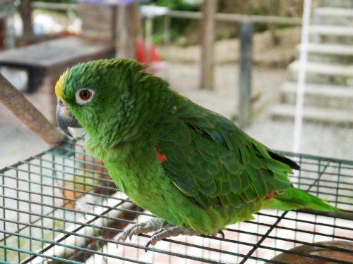 a green bird is sitting on a cage at Finca Campestre La Adelita B&B in Salento