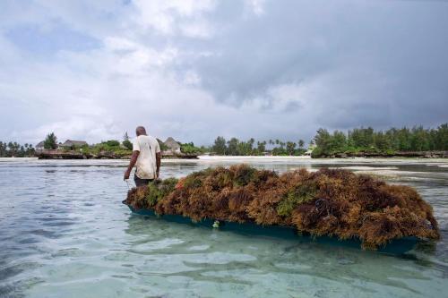 a man standing in the water with an island in the water at The Island - Pongwe Lodge in Pongwe