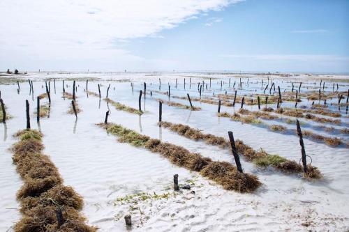 aivatedivatedivated field with grass and poles in the snow at The Island - Pongwe Lodge in Pongwe