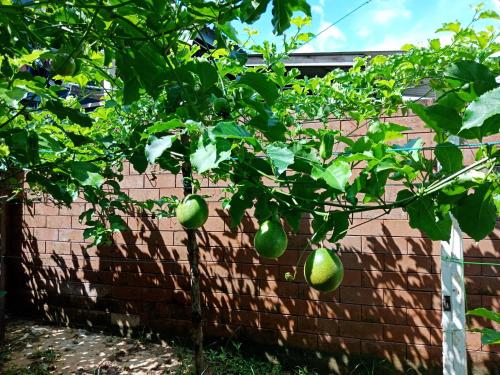 a tree with green fruit on a fence at Jazepuri - Jaze 1 in Kuching
