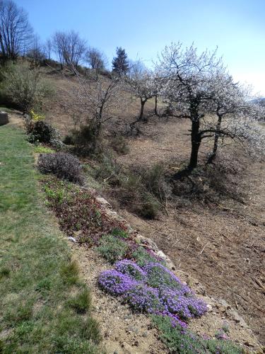 a field with purple flowers and trees on a hill at La Bastide de Fontaille in Saint-Félicien