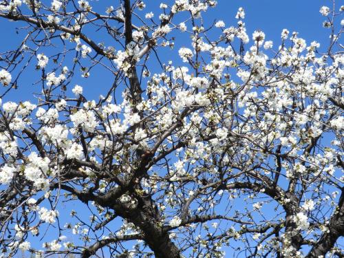 a tree with white flowers on it at La Bastide de Fontaille in Saint-Félicien