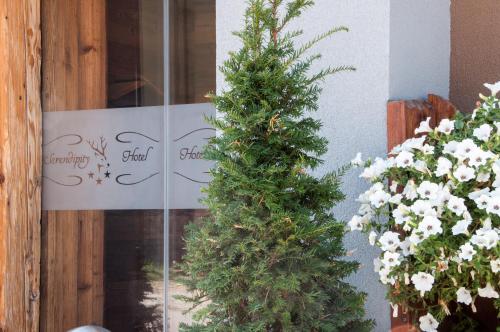 a christmas tree in the window of a store at Serendipity Hotel in Sauze dʼOulx
