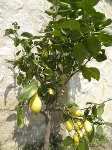 a lemon tree with lots of yellow fruits on it at Les 4 éléments in Tourrettes-sur-Loup