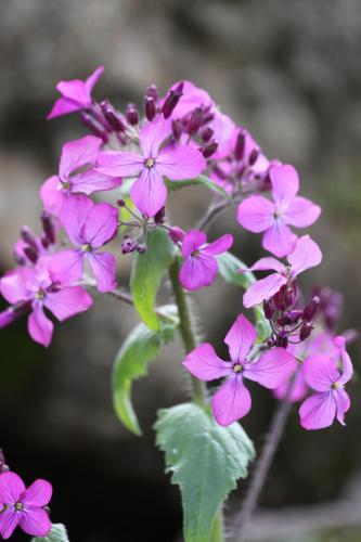 a bunch of pink flowers with green leaves at La Bastide de Fontaille in Saint-Félicien