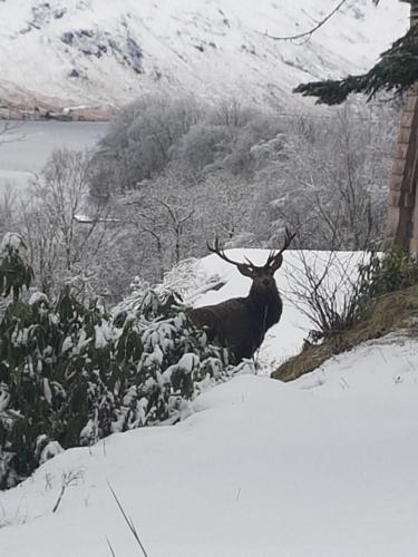 a deer with antlers standing in the snow at The Armoury in Glenfinnan