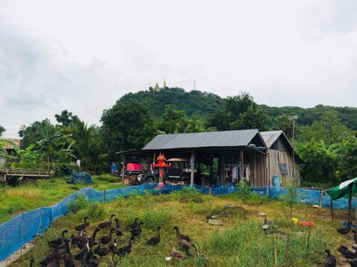 a group of ducks in a field next to a building at Family Batcave Homestay in Battambang