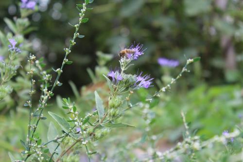 a bumble bee on a purple flower at Patrícia Pihenőház in Alsónána