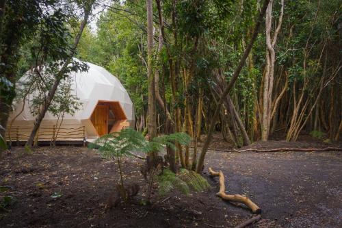 a white dome tent in the middle of a forest at Cabañas Ensenada Bosque Nativo in Ensenada