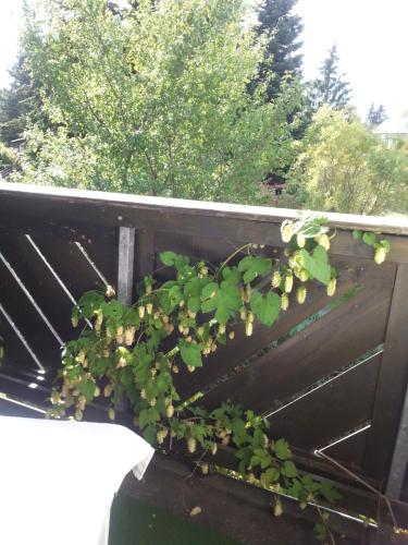 a plant growing on the side of a fence at "Heiterer Blick" in Annaberg-Buchholz