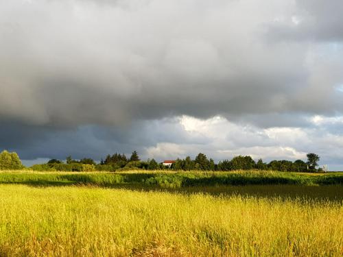 a field of tall grass with a cloudy sky at Haus Achtern Diek in erster Reihe am Meer in Fehmarn