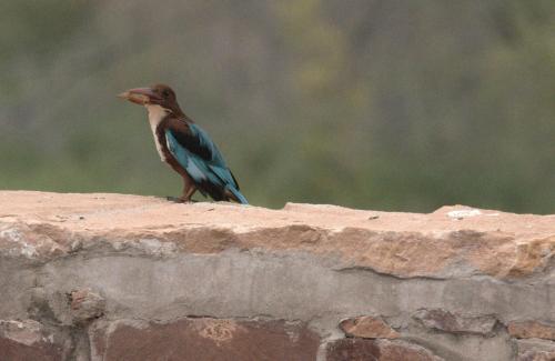 a bird sitting on top of a rock at Chhotaram Prajapat Home Stay in Jodhpur