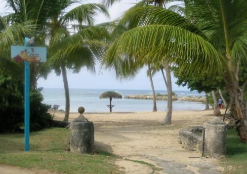 a beach with palm trees and the ocean at Cactus Anse Des Rochers in Saint-François