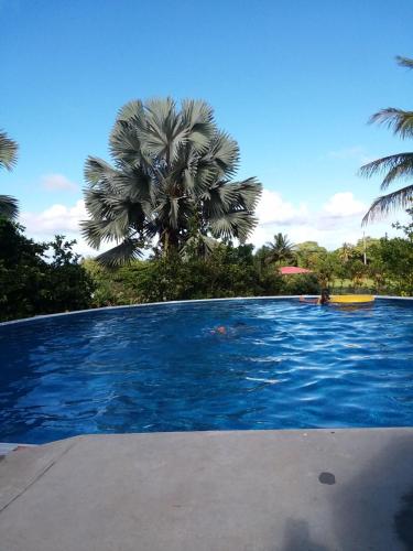 una grande piscina con una palma sullo sfondo di Island Goode's - Luxury Adult Only Accommodation near Hilo a Papaikou