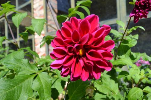 a red flower with a bee sitting on top of it at Agriturismo Fattoria Santo Stefano in Greve in Chianti