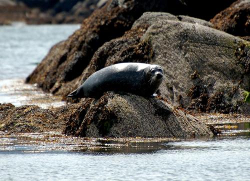 a seal laying on a rock in the water at The Grove Lodge Guesthouse in Killorglin