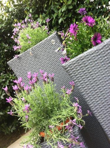 a bunch of purple flowers sitting on a bench at Villa Della Certosa in Gambassi Terme