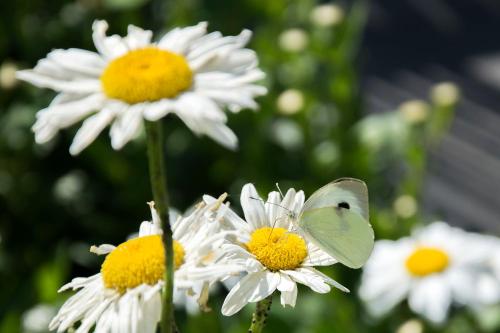 a butterfly is sitting on some white flowers at B&B De Oude Winning in Riemst