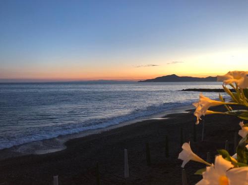 a sunset on the beach with flowers in the foreground at Hotel Doria in Cavi di Lavagna