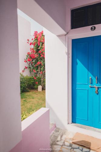 a blue door on a white building with a flowering tree at Rajguru guest house in Pushkar